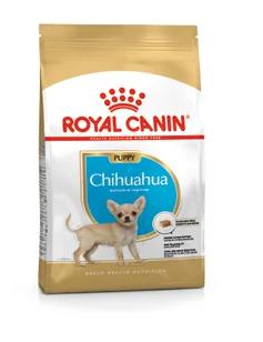 BNH CHIHUAHUA PUPPY 1 5 KG